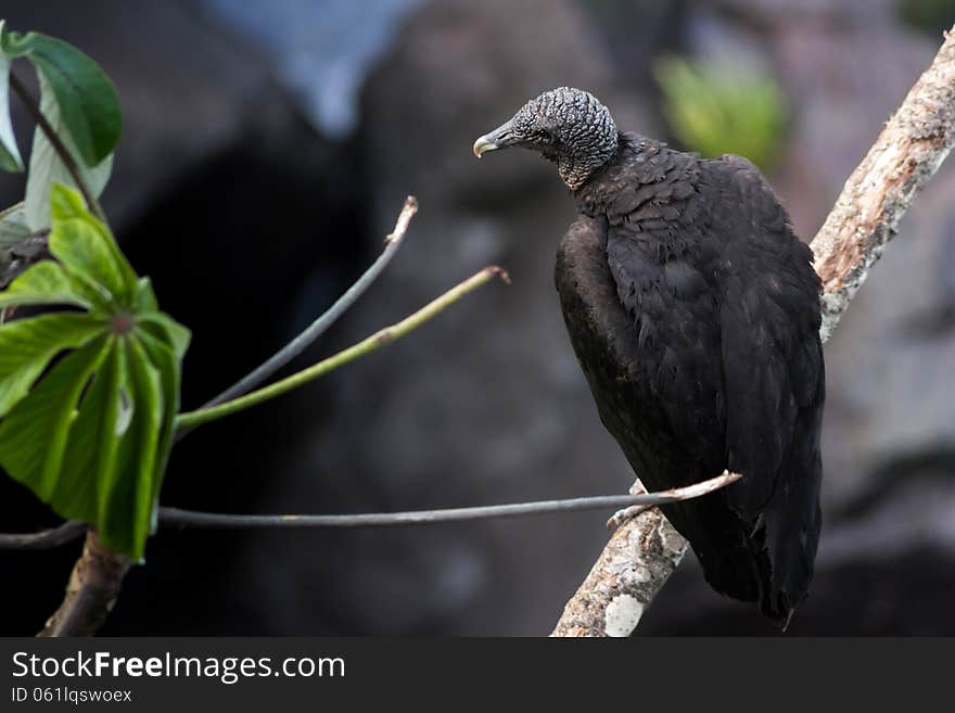 Black Vulture