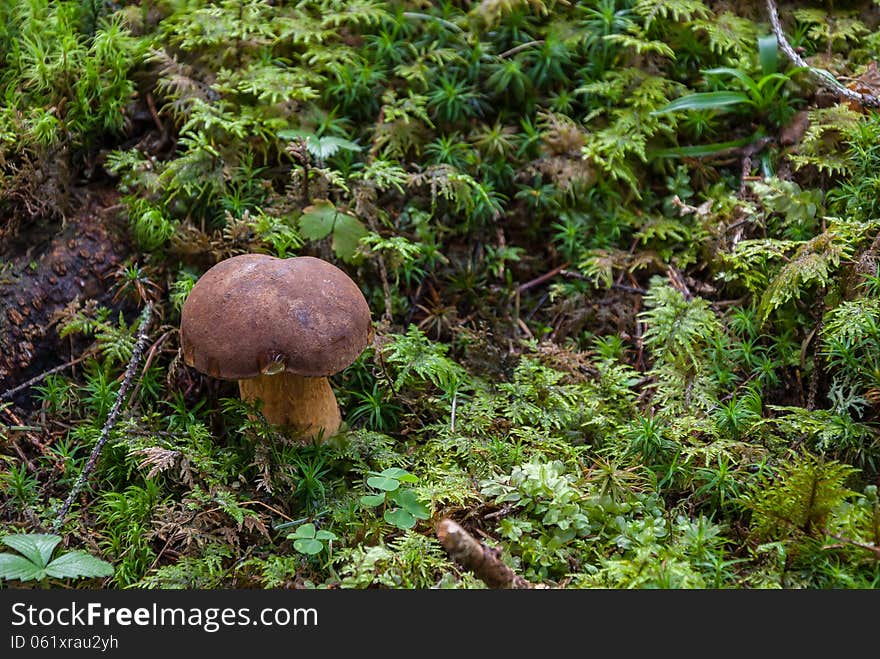 Mushroom in the grass in the forest. Mushroom in the grass in the forest