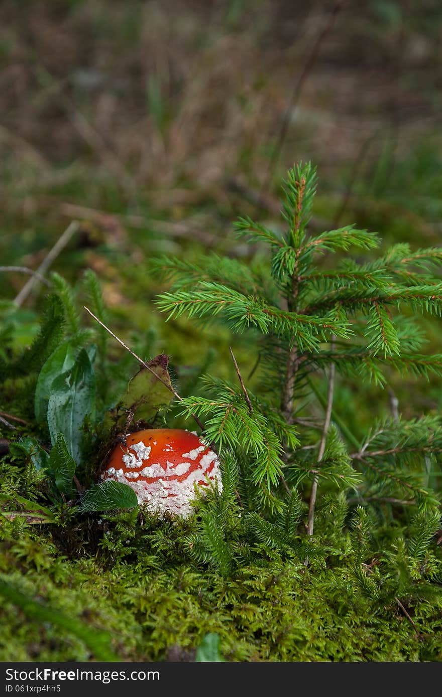 Mushroom In The Grass