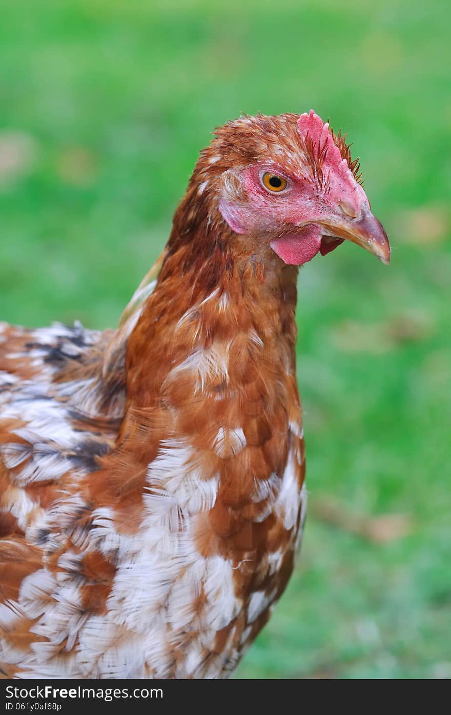 Profile hen