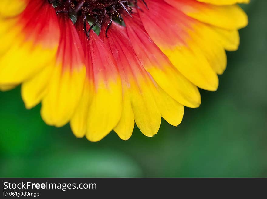 Brightly colored petals