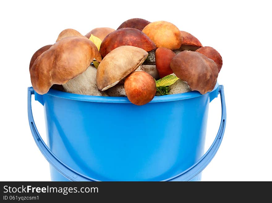 Mushrooms, aspen mushrooms, white, boletus in the bucket on a wh