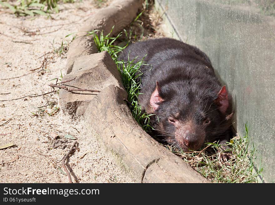 Tasmanian Devil