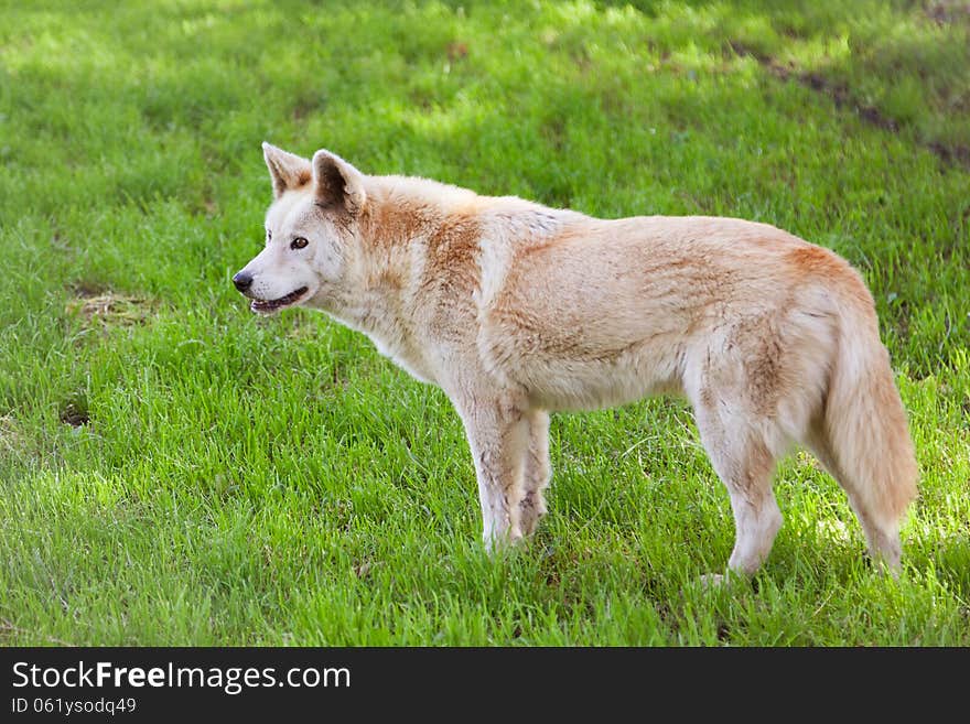 An Australian dingo standing in a green field.