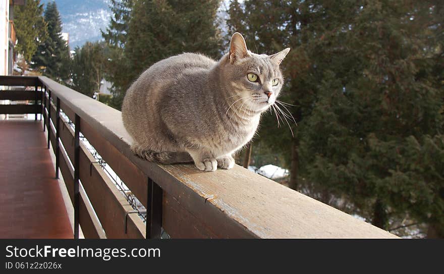 Cat on alert on the balcony