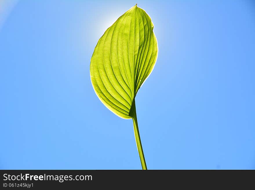 Leaf In The Sun.