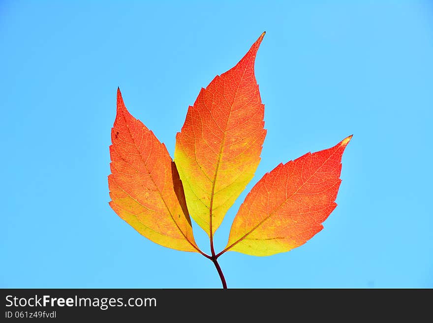 Three Red Leafs In The Sun.