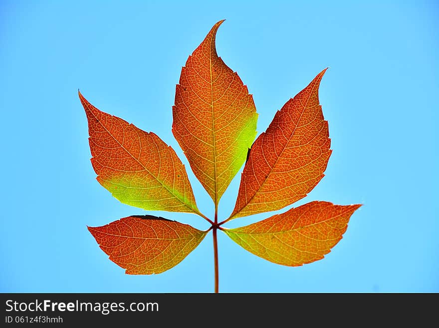 Five brown leafs in the sun.