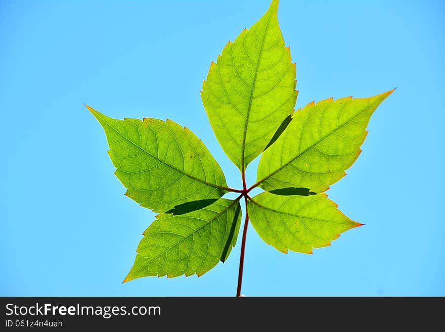 Five green leafs in the sun.