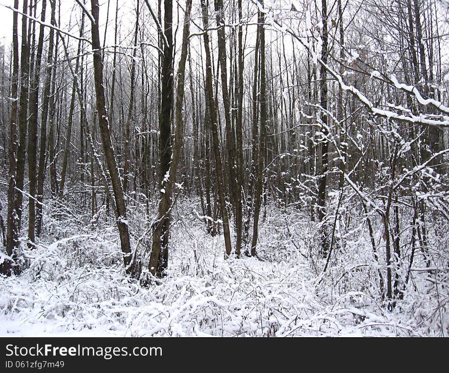 Winter landscape in the forest