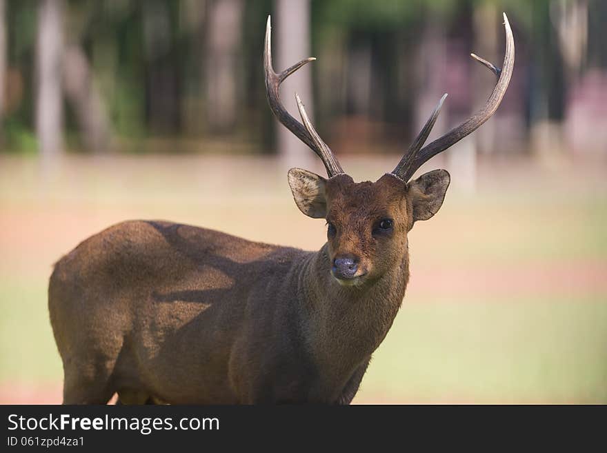 Hog deer beautiful horns from wildlife