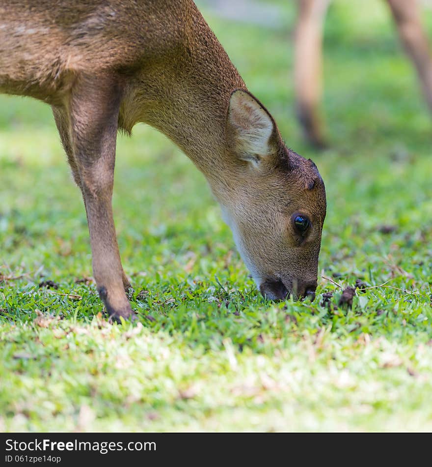 Wild female hog deer eating grass