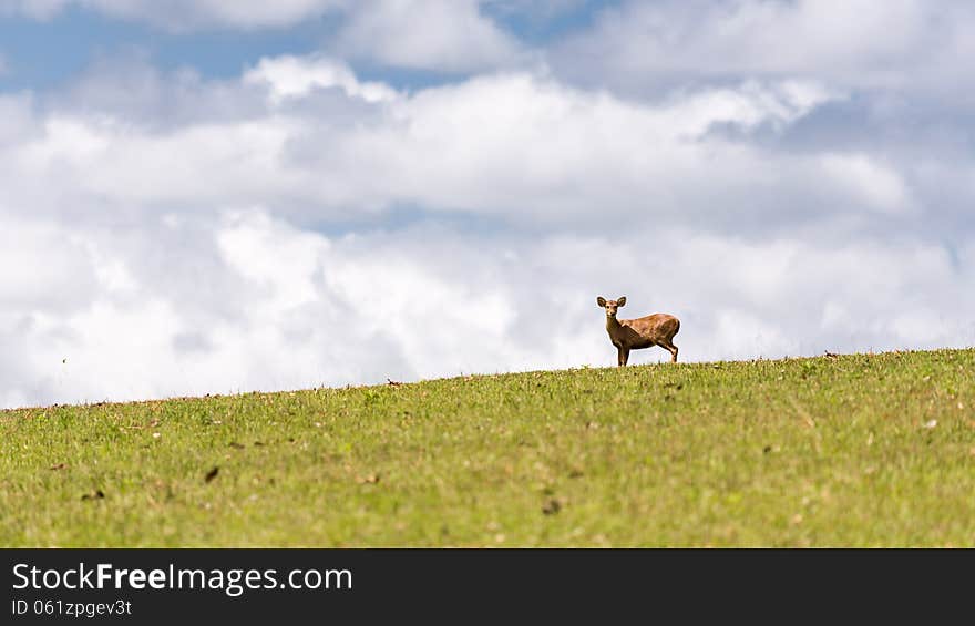 Wild male hog deer