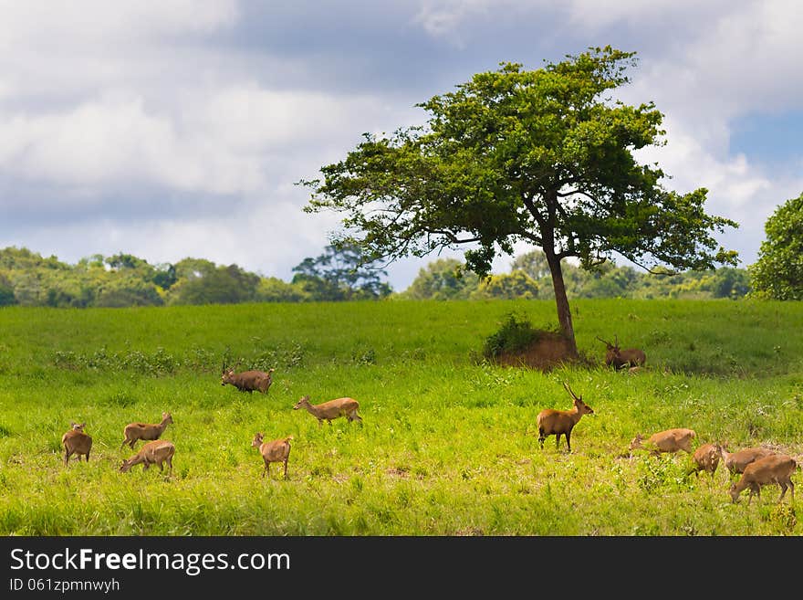 Group Of Wild Hog Deer