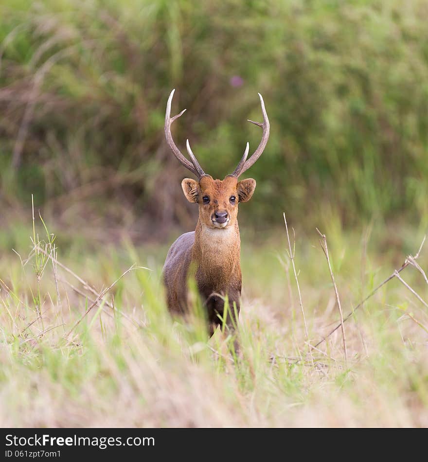 Male hog deer