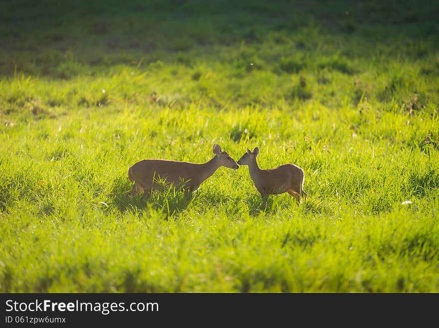 Hog Deer On Grassland