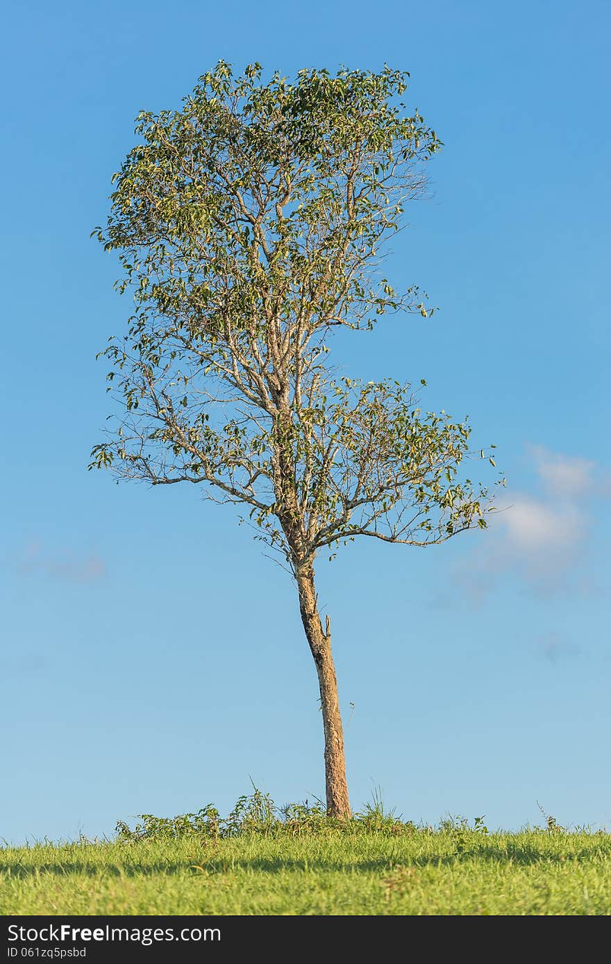 Wild tree on grassland with blue sky background