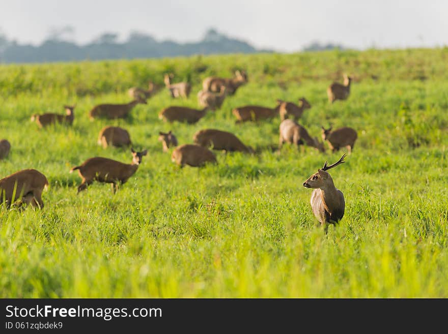 Group of wild hog deer in forest. Group of wild hog deer in forest