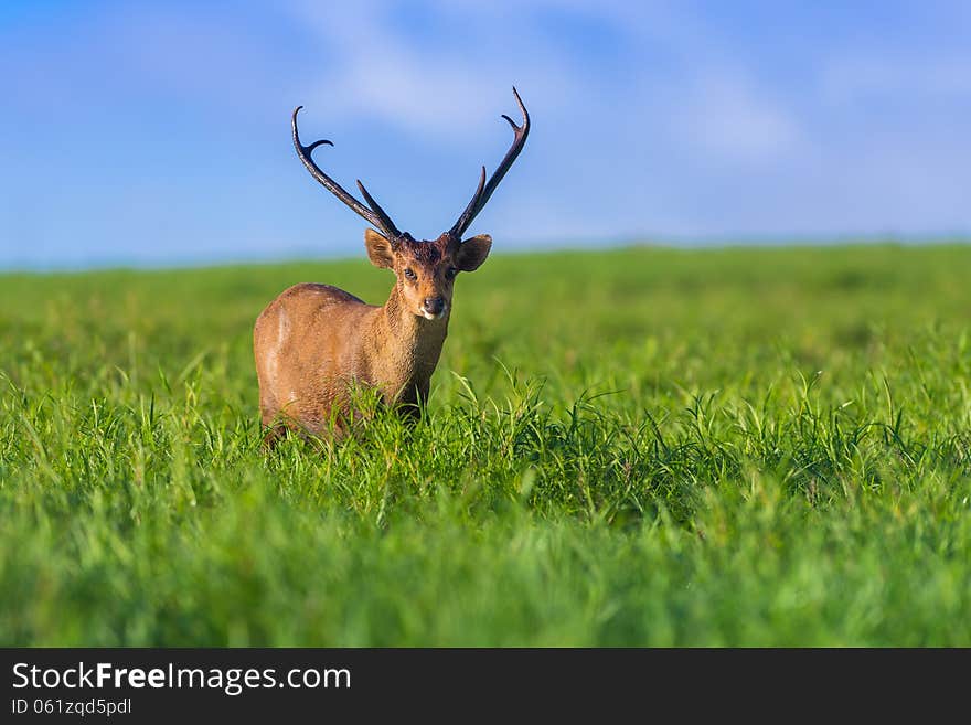 Male hog deer stand alone on grassland