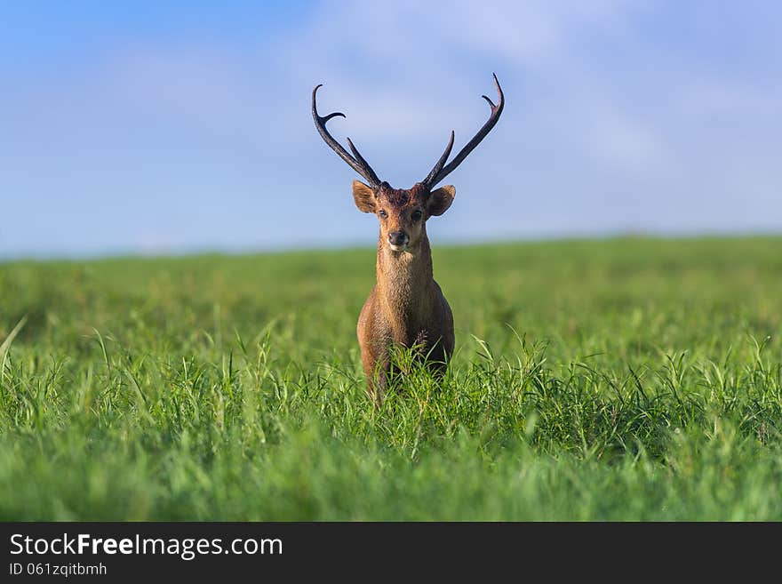 Male hog deer