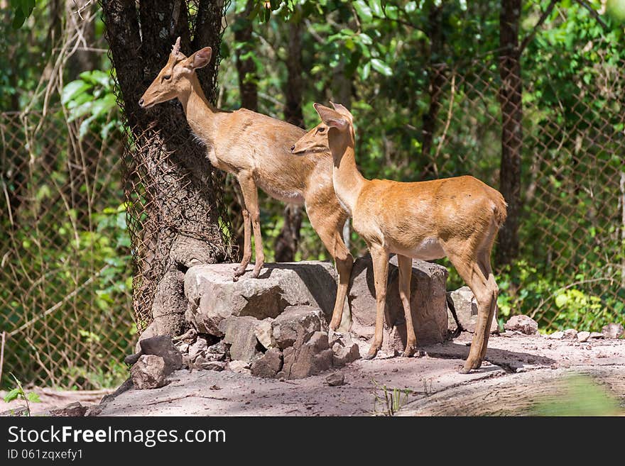 Two female deers in the zoo