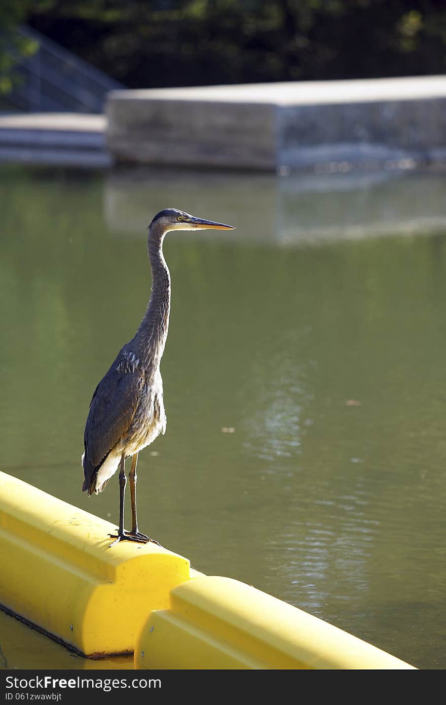 Great Blue Heron on River Boom