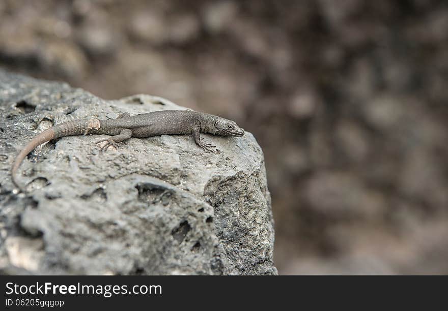 black rock lizard resting on volcano stone