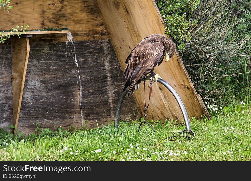 Frontal sad view of a chained eagle.