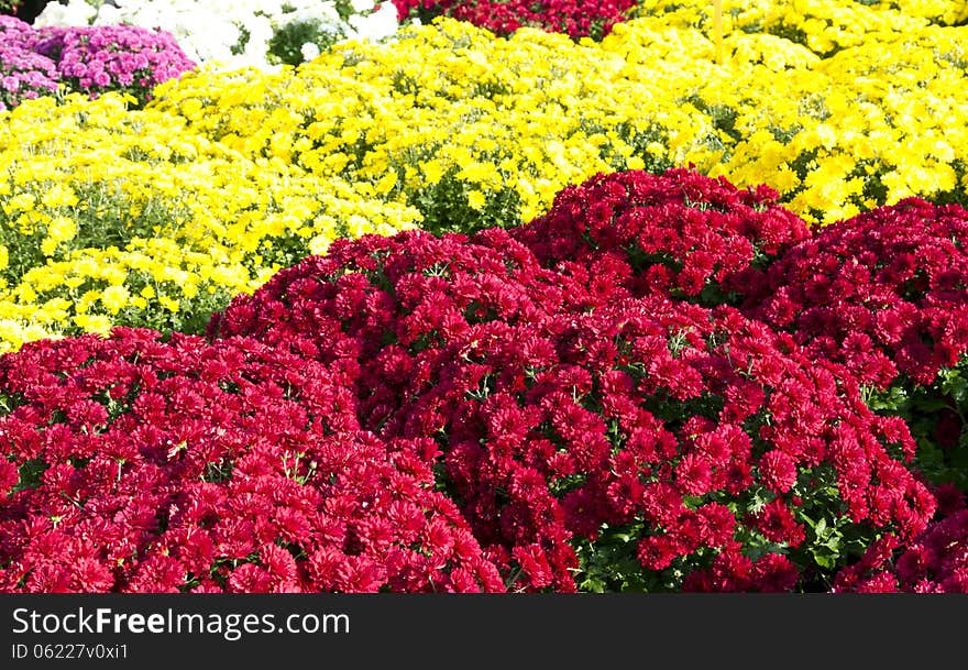 Autumn Mums