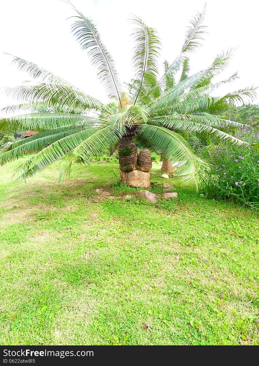 Cycads planted widely as an ornamental plant.