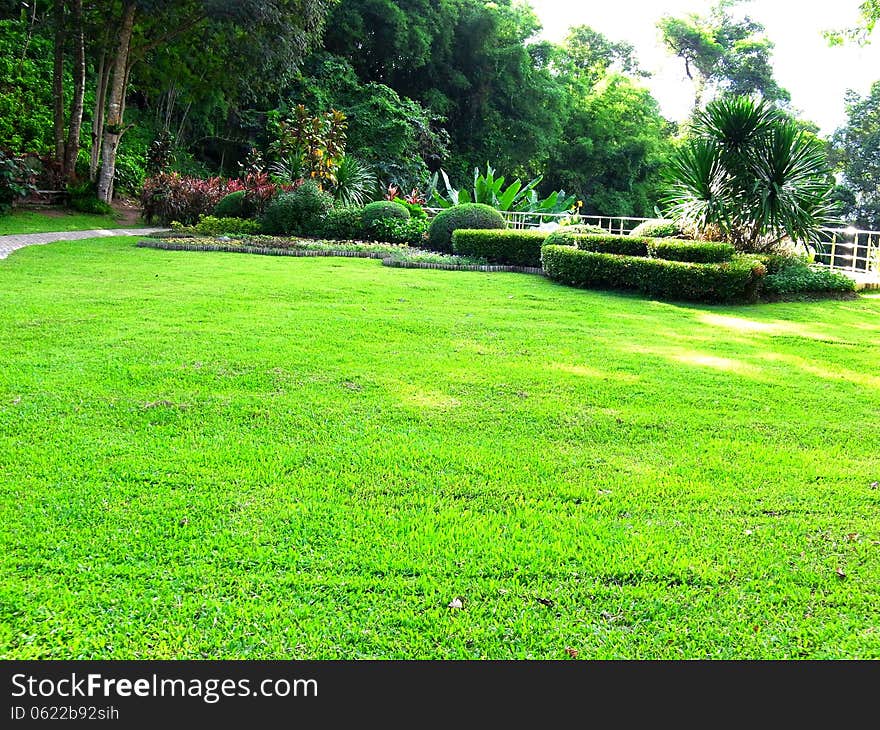 A garden of lawn and gardening plants.