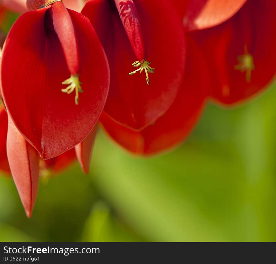 Decorative flowers