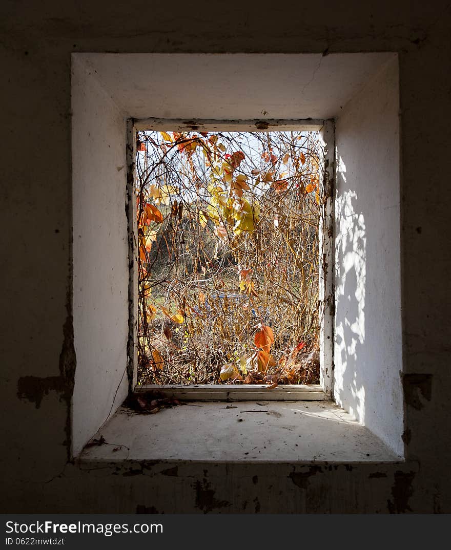 Window of the old house and the leaves and branches of wild grapes in autumn. Window of the old house and the leaves and branches of wild grapes in autumn