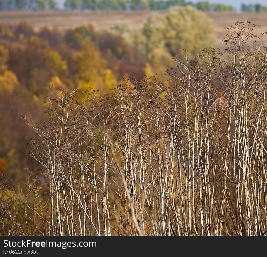 Dry plants on the background of the autumn forest in the countryside. Dry plants on the background of the autumn forest in the countryside