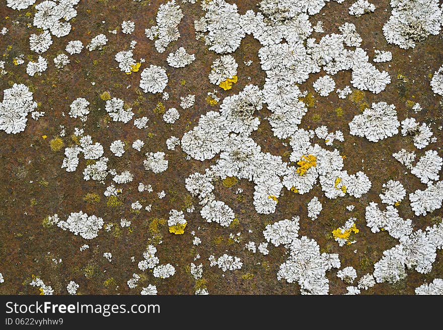 Lichen on a rusted metal surface