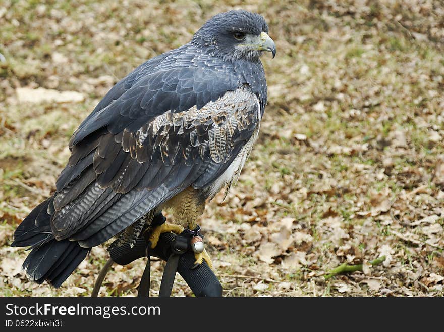 Portrait Of A Black Chested Buzzard