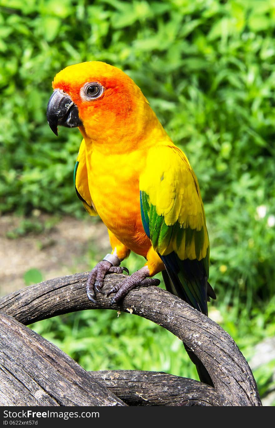 Beautiful colorful parrot, Sun Conure (Aratinga solstitialis), golden-yellow plumage and orange-flushed underparts and face , native bird to northeastern South America