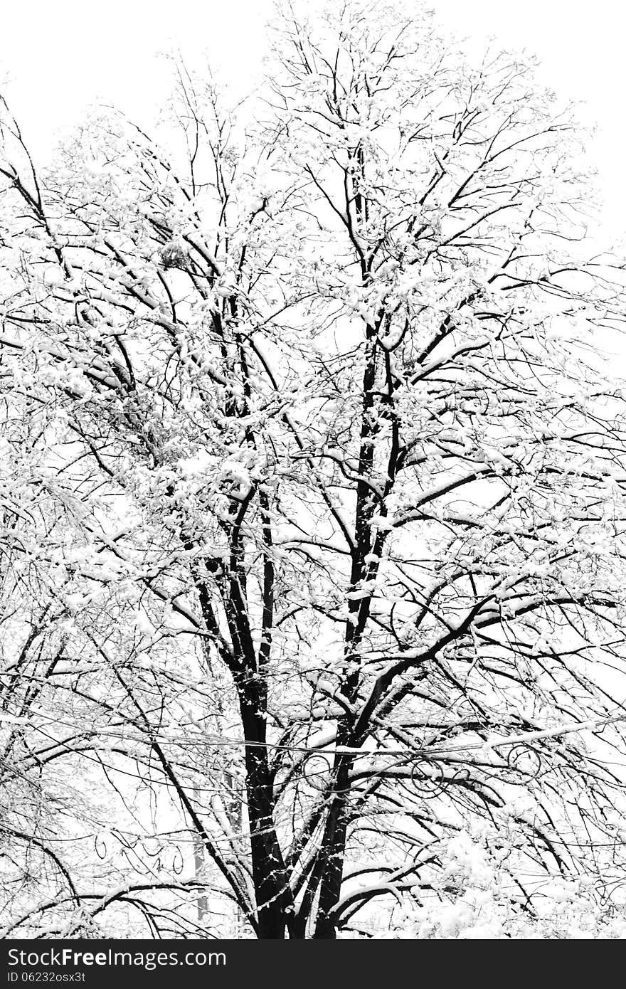 Snow on tree. Winter day.