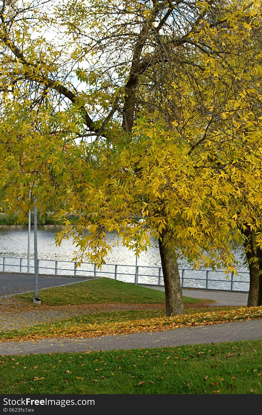 Yellow autumn in a park