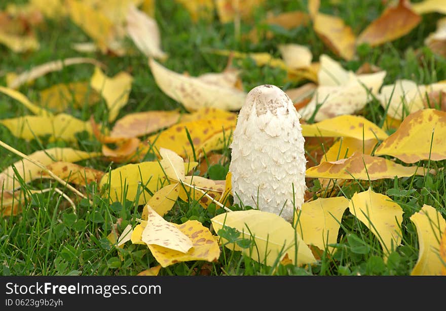 White mushroom and yellow leaves on green