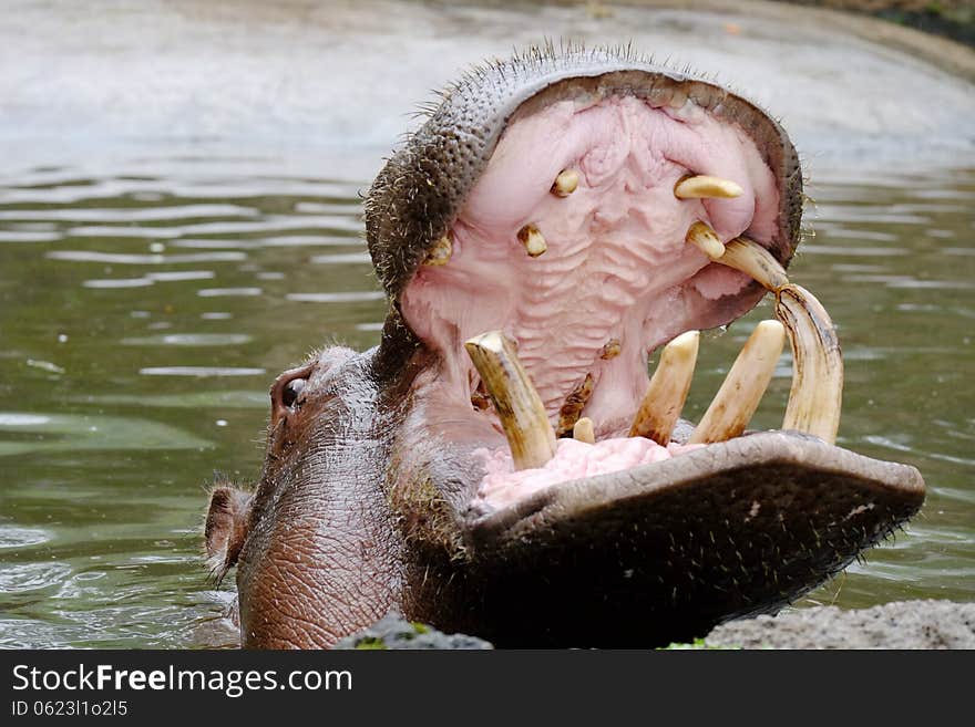A hippo open his mouth in a pond