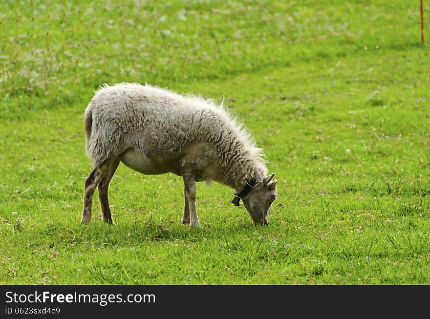 Sheep eating grass in a field in the spring.