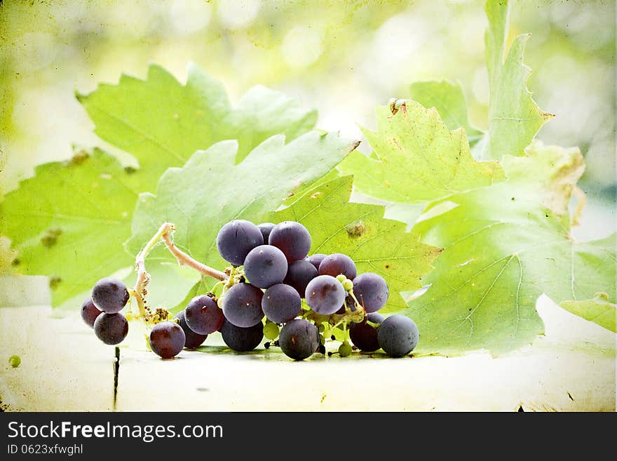 Vintage photo grapes on colorful autumn background