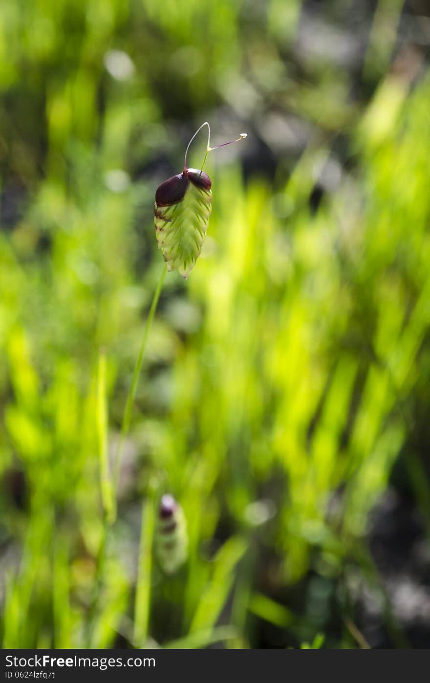 Briza maxima grass native to South Africa