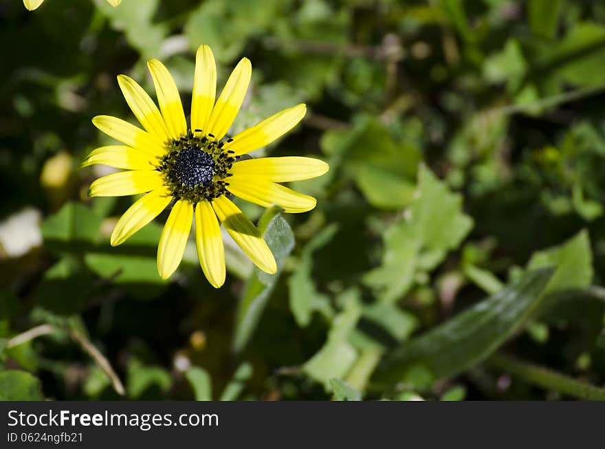 Yellow daisy flower growing on the side of the road