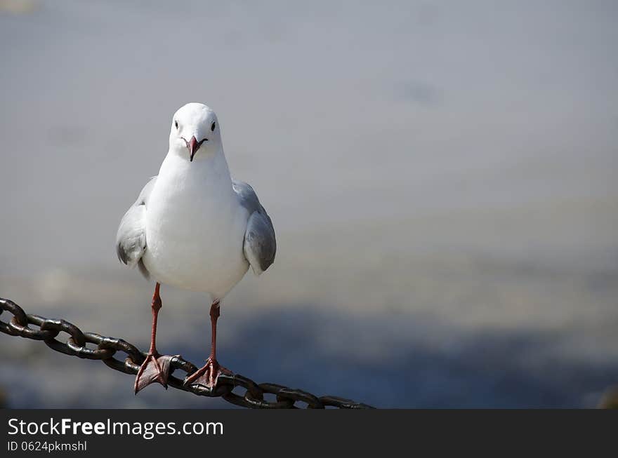 Close up of a seagull at Houtbay Cape Town. Close up of a seagull at Houtbay Cape Town