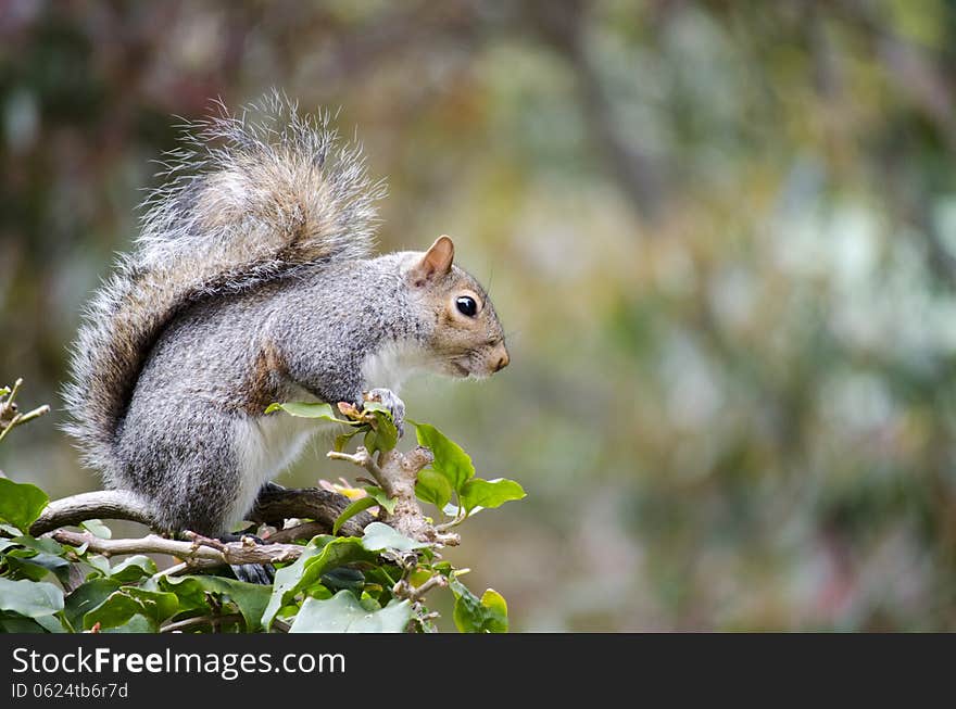 Cape Grey Squirrel sitting on Bougainvillea