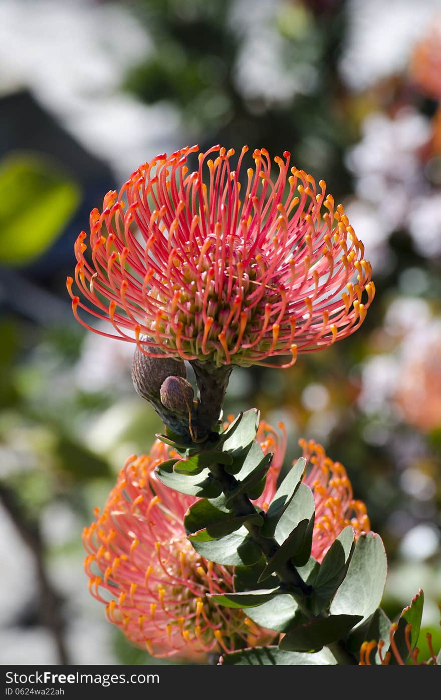 Leucospermum - Pincushion protea in Cape Town South Africa