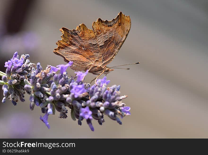 Leaf Butterfly