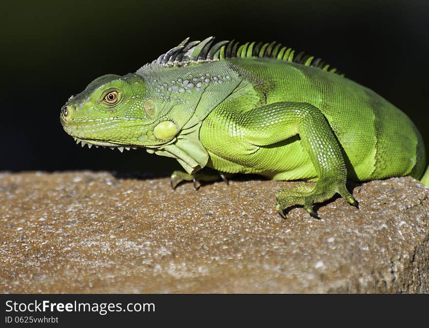 Green iguana close up on reddish-orange concrete against a dark background